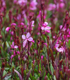 Gaura lindheimeri 'Siskiyou Pink'